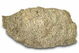 Dinosaur (Triceratops) Bone Section - Montana #300454-1